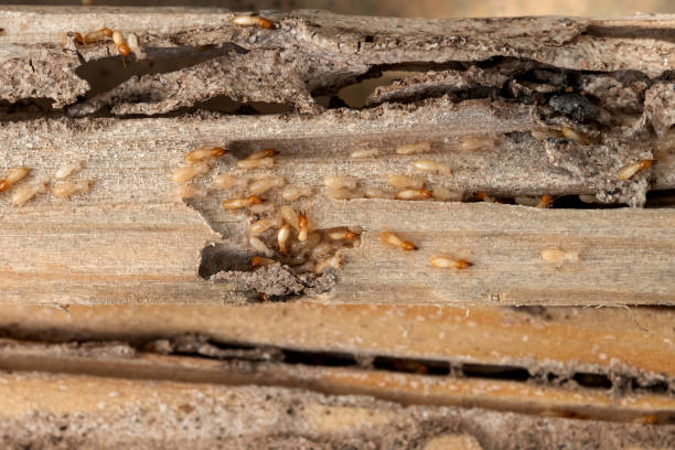 Best Ant Control Services  in Fredonia, WI